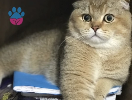 Yakişikli oglumuza gelin ariyoruz