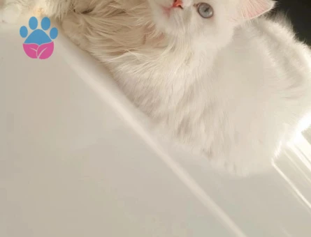 British Shorthair 1 Yaşında Eş Arıyor