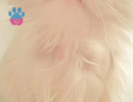 British Shorthair 1 Yaşında Eş Arıyor