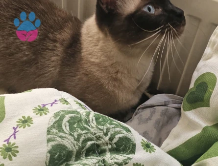 Aze kızımız erkek eş arıyor