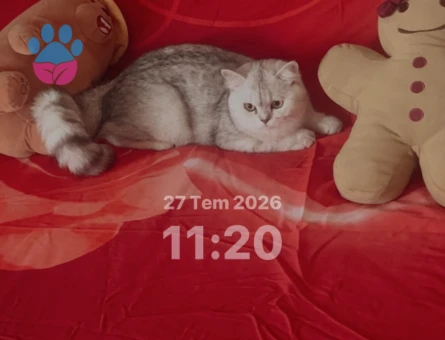 British Shorthair 11 Aylık Kızım Eş Arıyor - 118984640