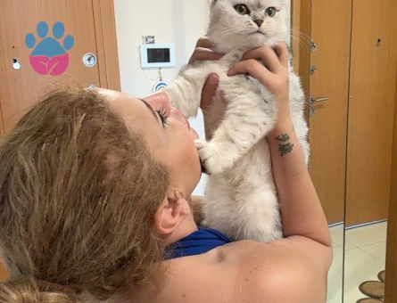 British Shorthair 11 Aylık Kızım Eş Arıyor