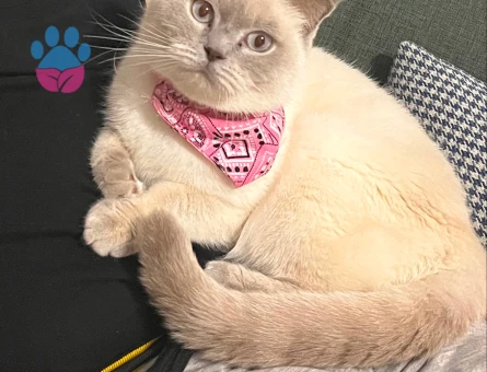 British Shorthair Kedime Eş Arıyorum - 118984649