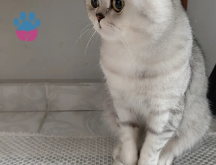 British Shorthair Duma Eş Arıyorum