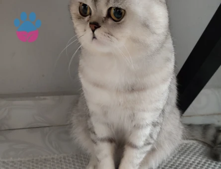 British Shorthair Duma Eş Arıyorum