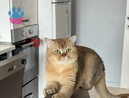 British Shorthair Erkek Kızgınlıkta - 118984651
