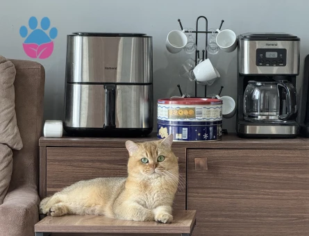 British Shorthair Erkek Kızgınlıkta