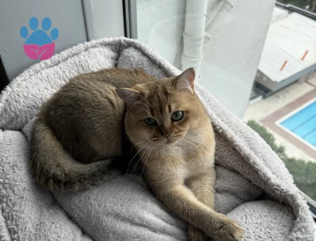 British Shorthair Erkek Kızgınlıkta