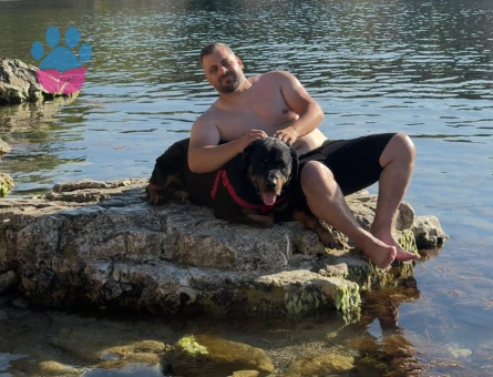 2 Yaşında erkek Rottweiler için dişi arıyorum