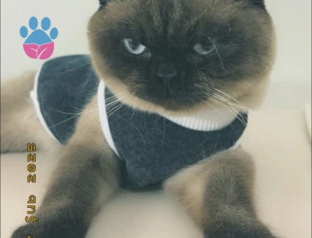 Siyam-British kırması Kedime Eş Arıyorum