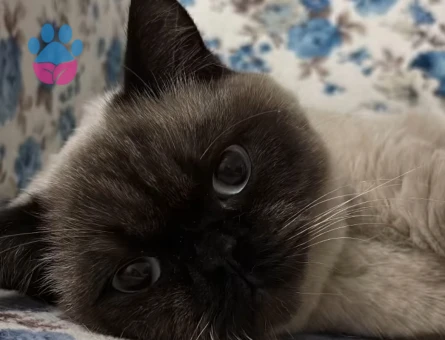 Siyam-British kırması Kedime Eş Arıyorum