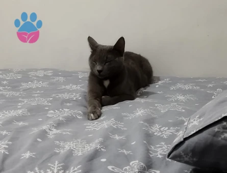 Mia kızımıza eş bulma