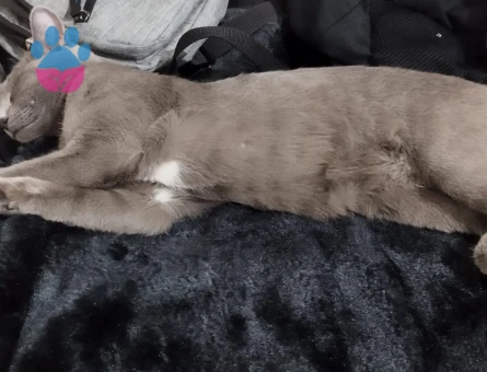 Mia kızımıza eş bulma