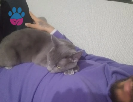 Mia kızımıza eş bulma