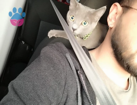 Mia kızımıza eş bulma