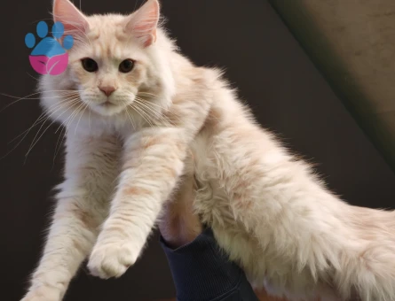 BULUTUMA EŞ ARIYORUM