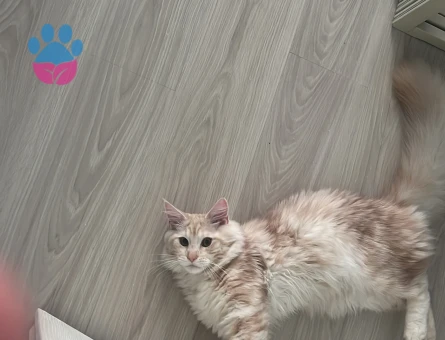 BULUTUMA EŞ ARIYORUM