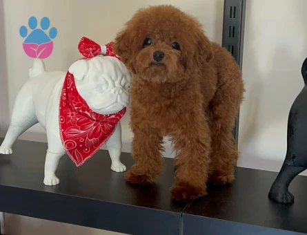 Teacup 19 cm Kore Brown Erkek Köpeğime Eş Arıyorum