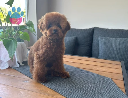 Teacup 19 cm Kore Brown Erkek Köpeğime Eş Arıyorum