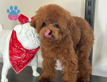 Teacup 19 cm Kore Brown Erkek Köpeğime Eş Arıyorum