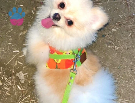Poomeranian Boo 1 Yaşında Eş Arıyor
