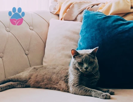 British shorthair 1 Yaşında Eş Arıyor