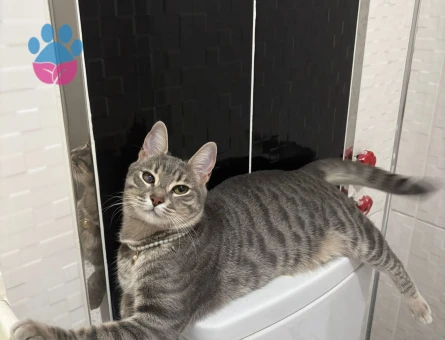 Kızıma eş arıyorum