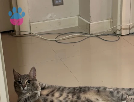 Kızıma eş arıyorum