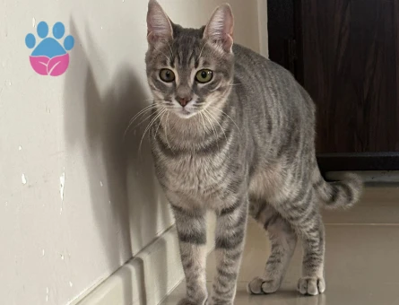 Kızıma eş arıyorum