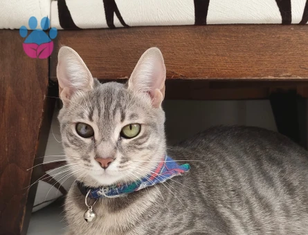 Kızıma eş arıyorum