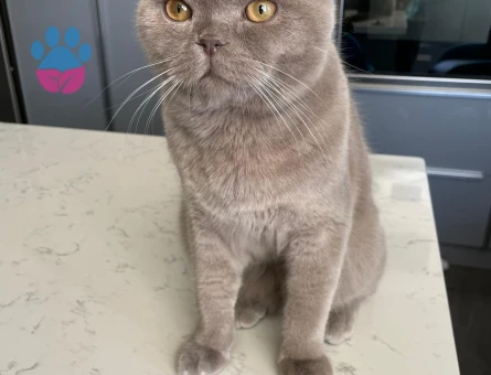 Yakışıklı prensimize eş arıyoruz