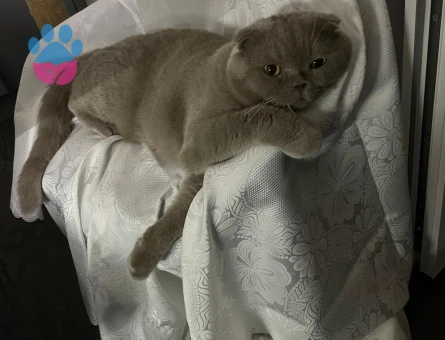 Yakışıklı prensimize eş arıyoruz