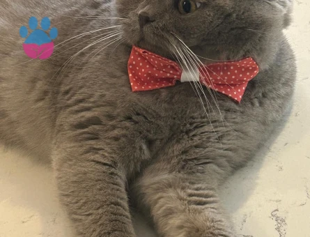 Yakışıklı prensimize eş arıyoruz