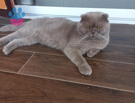 Yakışıklı prensimize eş arıyoruz