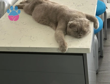 Yakışıklı prensimize eş arıyoruz