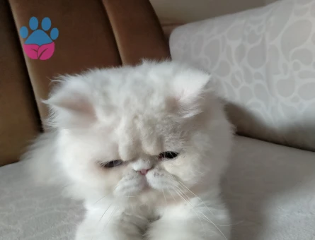 Beyaz İran kedisi cinsi oğlum kendine eş arıyorur