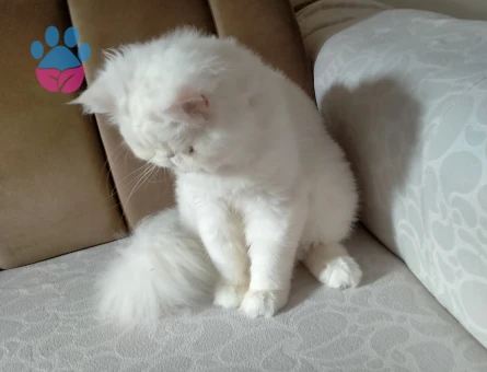 Beyaz İran kedisi cinsi oğlum kendine eş arıyorur