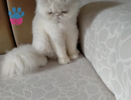 Beyaz İran kedisi cinsi oğlum kendine eş arıyorur