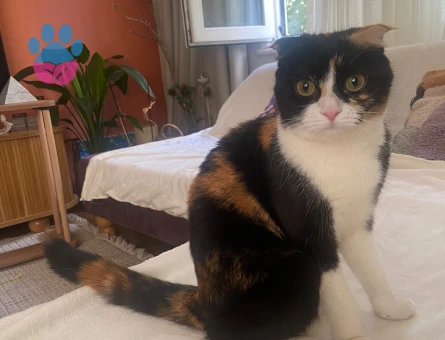 Scottish Fold Porsuk için damat beyi arıyoruz