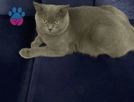 8 aylık oğluşum Duman’a eş arıyorum