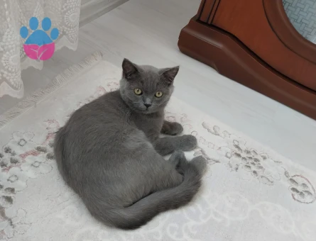 8 aylık oğluşum Duman’a eş arıyorum