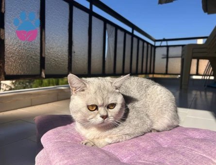 British Shorthair