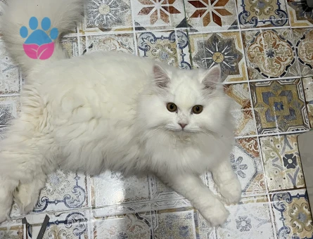 Snow eş arıyor❤️