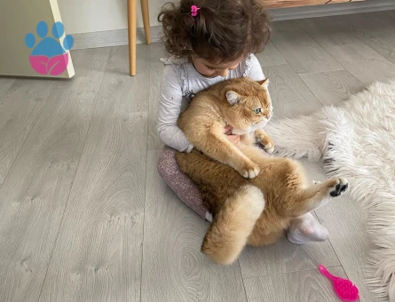 Scottish Straight Golden NY12 Oğlumuza Gelin Adayı