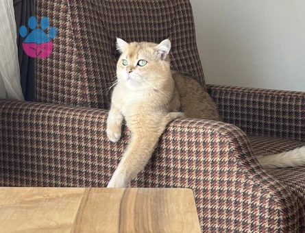 Scottish Straight Golden NY12 Oğlumuza Gelin Adayı