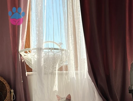 Maine coone es arıyorum