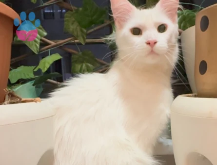 Maine coone es arıyorum