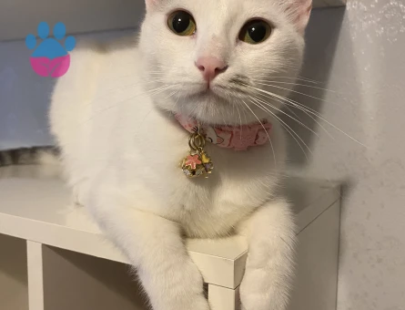 Minnoşumuza eş arıyoruz