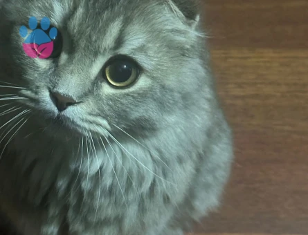 Hera'ya Yakışıklı Arıyorum