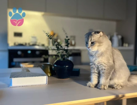 Hera'ya Yakışıklı Arıyorum